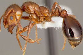 Նոր ռոբոտներ ստեղծելու նպատակով գիտնականներն ուսումնասիրել են մրջյունների տեղաշարժը մրջնաբներում