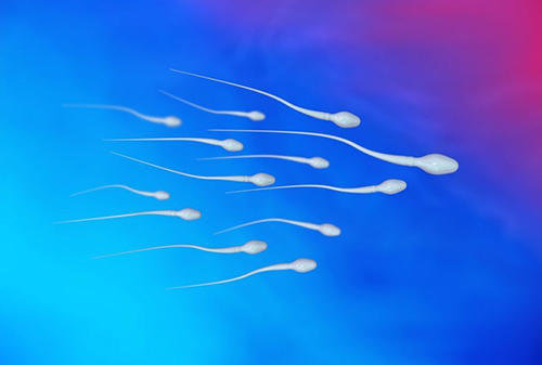 Структура, обнаруженная в сперматозоиде, может быть причиной бесплодия