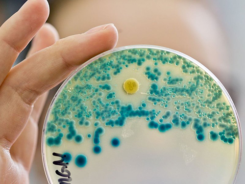 Открыт новый класс антибиотика – его синтезировали из бактерий