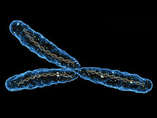 Почему мужчины более подвержены раку: ответ может скрываться в Y-хромосоме