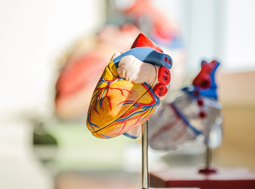 Ученые назвали тест, предсказывающий риск сердечного приступа