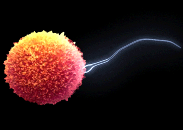 Учёные создали полноценные сперматозоиды из стволовых клеток