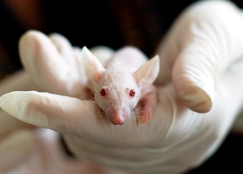 Уникальная терапия восстановила подвижность парализованных мышей