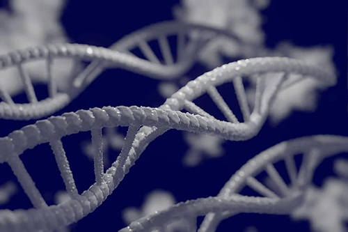 Впервые расшифрована полная последовательность генома человека