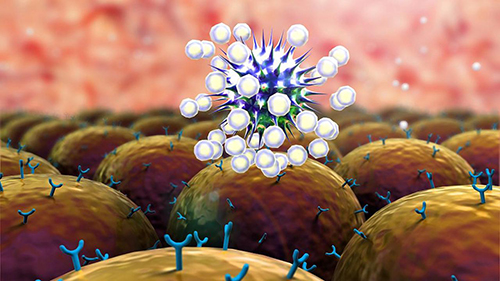 AbbVie и Genmab успешно испытали биспецифическое антитело в терапии В-клеточной лимфомы