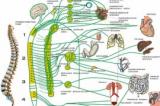 Նյարդային համակարգ