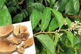 Գիտնականներն ապացուցել են, որ չինական բույսը կարող է բուժել քաղցկեղը 40 օրում. tert.am