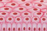 Սինգապուրցի գիտնականները մաշկի բջիջներից արյան բջիջներ են ստեղծել. news.am