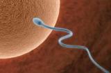 Тест качества спермы в домашних условиях