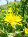 Կղմուխ Հեղինեի - Девясил высокий - lnula helenium L.