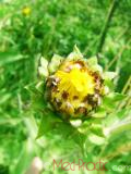 Կղմուխ Հեղինեի - Девясил высокий - lnula helenium L.
