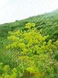 Մակարդախոտ իսկական - Подмаренник настоящий - Galium verum L.