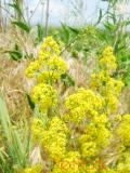 Մակարդախոտ իսկական - Подмаренник настоящий - Galium verum L.