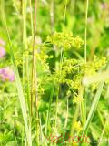 Մակարդախոտ իսկական - Подмаренник настоящий - Galium verum L.