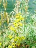Մակարդախոտ իսկական - Подмаренник настоящий - Galium verum L.