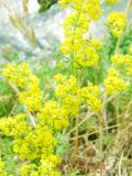 Մակարդախոտ իսկական - Подмаренник настоящий - Galium verum L.