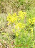 Մակարդախոտ իսկական - Подмаренник настоящий - Galium verum L.