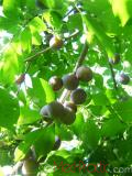 Մամխի փշոտ - Терн колючий - Prunus spinosa L.