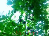 Մամխի փշոտ - Терн колючий - Prunus spinosa L.