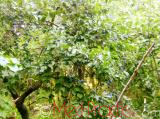 Մամխի փշոտ - Терн колючий - Prunus spinosa L.