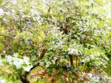 Մամխի փշոտ - Терн колючий - Prunus spinosa L.