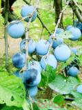 Մամխի փշոտ - Терн колючий - Prunus spinosa L.