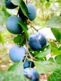 Մամխի փշոտ - Терн колючий - Prunus spinosa L.