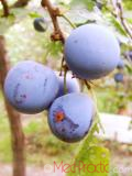Մամխի փշոտ - Терн колючий - Prunus spinosa L.