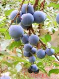 Մամխի փշոտ - Терн колючий - Prunus spinosa L.