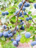 Մամխի փշոտ - Терн колючий - Prunus spinosa L.