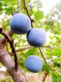 Մամխի փշոտ - Терн колючий - Prunus spinosa L.