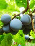Մամխի փշոտ - Терн колючий - Prunus spinosa L.
