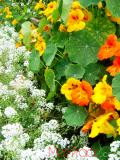 Նաստուրտիա մեծ - Настуртия большая - Tropaeolum
