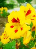 Նաստուրտիա մեծ - Настуртия большая - Tropaeolum