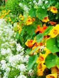 Նաստուրտիա մեծ - Настуртия большая - Tropaeolum