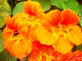 Նաստուրտիա մեծ - Настуртия большая - Tropaeolum