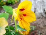 Նաստուրտիա մեծ - Настуртия большая - Tropaeolum