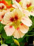 Նաստուրտիա մեծ - Настуртия большая - Tropaeolum