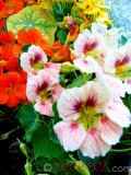 Նաստուրտիա մեծ - Настуртия большая - Tropaeolum
