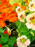 Նաստուրտիա մեծ - Настуртия большая - Tropaeolum