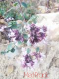 Ուրց սողացող - Тимьян ползучий - Thymus serpyllum L.