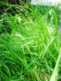 Սեզ սողացող  - Пырей ползучий - Agropyron repens (Z) P. B.