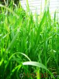 Սեզ սողացող  - Пырей ползучий - Agropyron repens (Z) P. B.