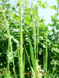 Սեզ սողացող  - Пырей ползучий - Agropyron repens (Z) P. B.