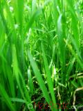 Սեզ սողացող  - Пырей ползучий - Agropyron repens (Z) P. B.