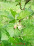 Հաղարջ - Смородина - Currant