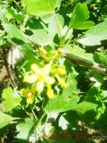Հաղարջ - Смородина - Currant