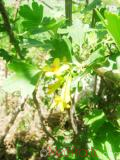 Հաղարջ - Смородина - Currant