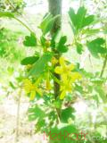 Հաղարջ - Смородина - Currant