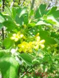 Հաղարջ - Смородина - Currant